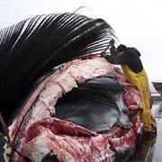 Whale Blubber