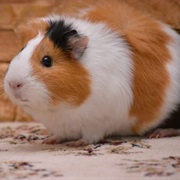 Guinee Pig