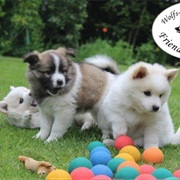 German Spitz (Mittel)