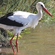 Stork