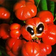Guarana