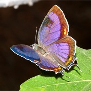 Colorado Hairstreak