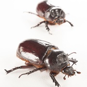 Ox Beetles