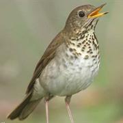 Bicknell's Thrush