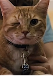 Fred the One-Eyed Cat, Gifted (2017)