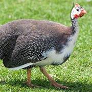 Guinea Fowl