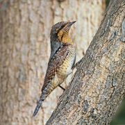 Eurasian Wryneck