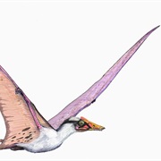Rhamphorhynchus