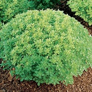 Dwarf Bush Basil