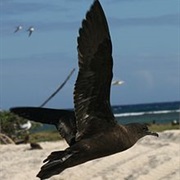 Christmas Shearwater