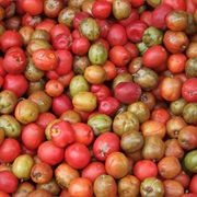 Purple Mombin (Spondias Purpurea)