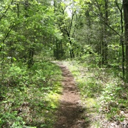 Hike in the Woods With No Path