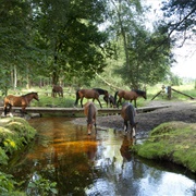 New Forest Northern Commons, Hampshire