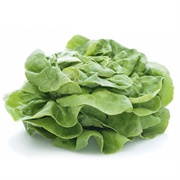 Bibb Lettuce - John B. Bibb