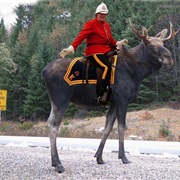 Ride a Moose