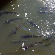 Fish in Rapids