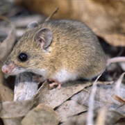 Pebble-Mound Mouse