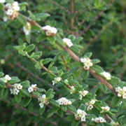 Moujean Tea (Nashia Inaguensis)
