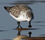 Spoon-Billed Sandpiper