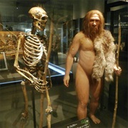 Neanderthal Man Reconstructed (1908)