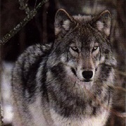 Timber (Gray) Wolf