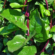 Malabar Spinach