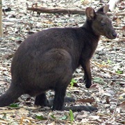 Black Wallaroo