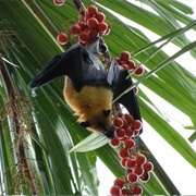 Mont Fleuri Botanical Garden, Seychelles