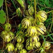 Tzimbalo (Solanum Caripense)