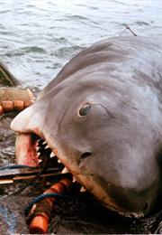 The Shark (Jaws)