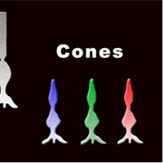 Blue Cone Monochromacy International Awareness Day (May 20)