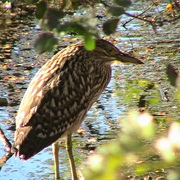 Rhufus Night Heron, Parry Lagoon