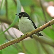 Black-Chinned Monarch