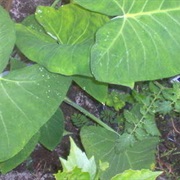 Tahitian Spinach (Xanthosoma Brasiliense)