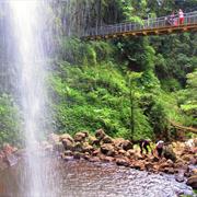 Dorrigo National Park (NSW)