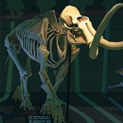Mammoth Torso