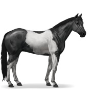 Paint Horse - Black Tobiano