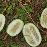 Mann's Cucumeropsis / White-Seed Melon (Cucumeropsis Mannii)