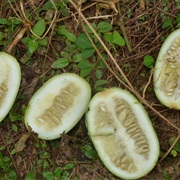 Mann&#39;s Cucumeropsis / White-Seed Melon (Cucumeropsis Mannii)