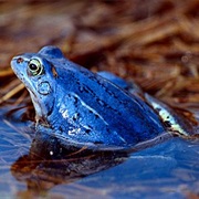 Moor Frog