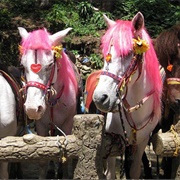 Baguio Pony