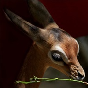 Gerenuk