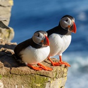 There Are Approx 200 Mammal Species & 630 Bird Species in Canada