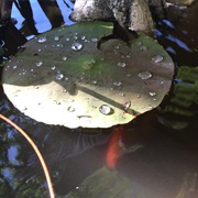 Lily Pads