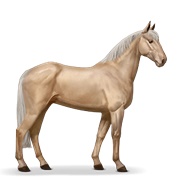 Morgan - Palomino