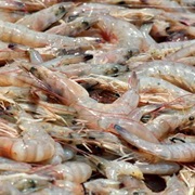 Brown Shrimp