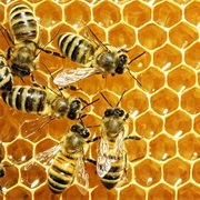 Learn the Communication Dance of Bees - Try to Communicate Like That