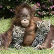 Own an Unexpected Pet