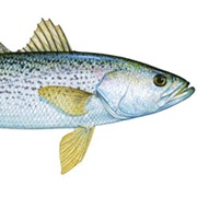 Weakfish