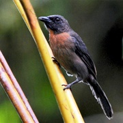 Black-Cheeked Ant Tanager